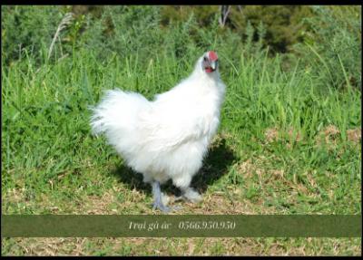 Gà ác bao nhiêu tiền 1kg? Cách chọn gà ác ngon